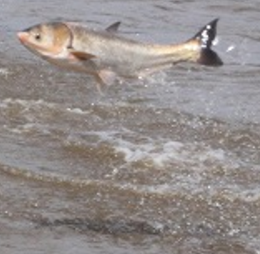 飛ぶように泳ぐ ジャンプする 魚 ハクレン 続ける